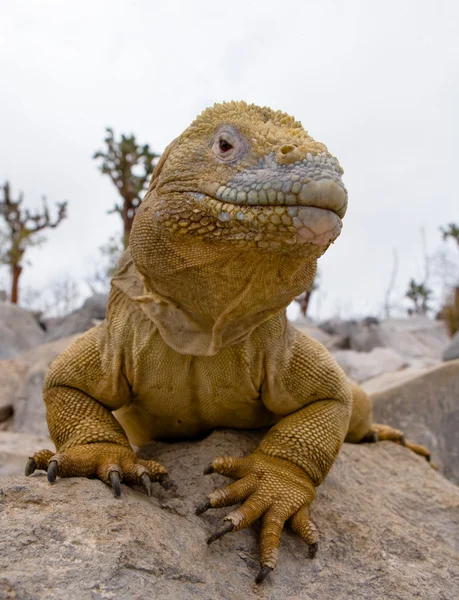 Retrato de uma iguana terrestre — Fotografia de Stock