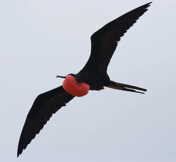 Frigate bird in flight — Stock Image Frigate bird in flight Royalty Free Stock Photos