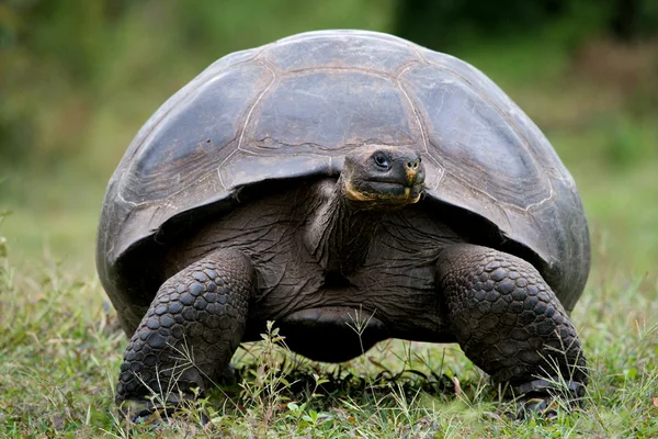 Galapagos giant tortoise, Royalty Free Stock Photos