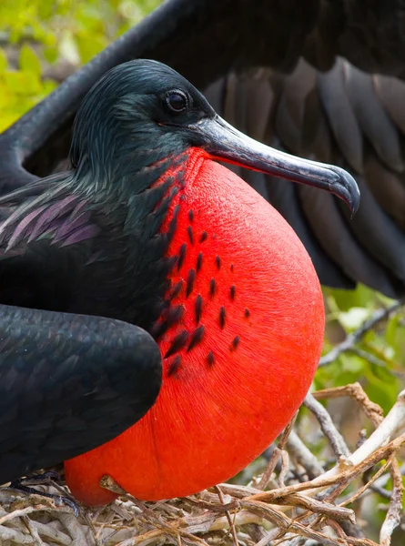 Frigate bird on a nest — Stock Image Frigate bird on a nest Royalty Free Stock Images