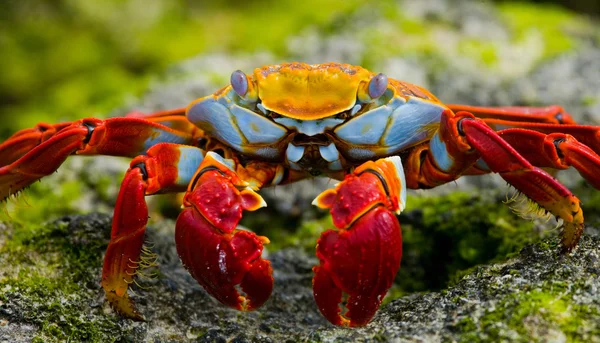 Sally Lightfoot Crab Royalty Free Stock Images