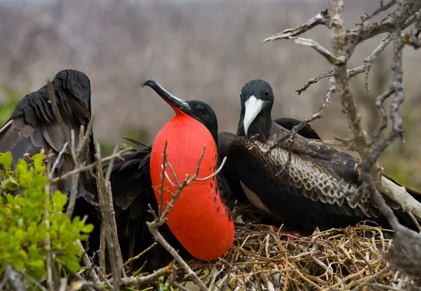 Frigate bird on a nest — Stock Image Frigate bird on a nest Royalty Free Stock Images