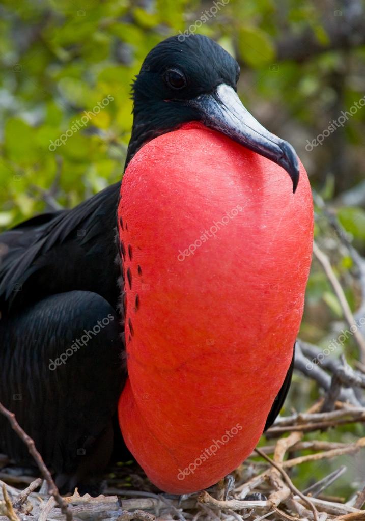 Oiseau Frégate Sur Un Nid Photographie Gudkovandrey