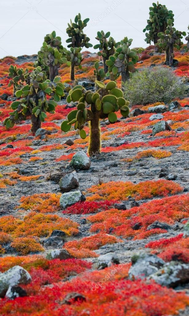 Beautiful landscape with prickly pear cactus