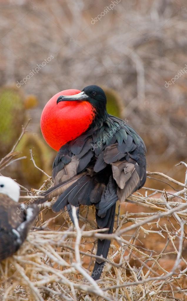 Oiseau Frégate Sur Un Nid Photographie Gudkovandrey
