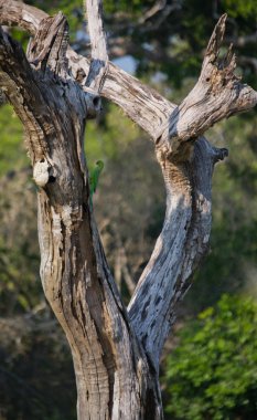 Ceylon asılı-papağan