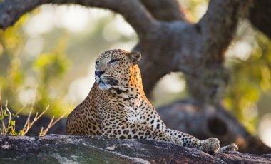 Panthera pardus kotiya