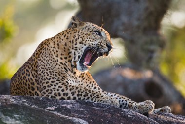 Panthera pardus kotiya