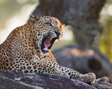 Panthera pardus kotiya