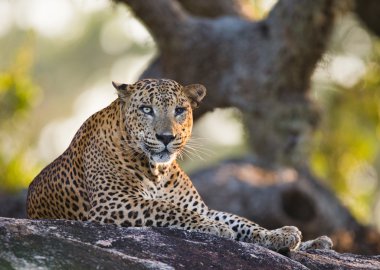 Panthera pardus kotiya