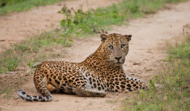 Panthera pardus kotiya