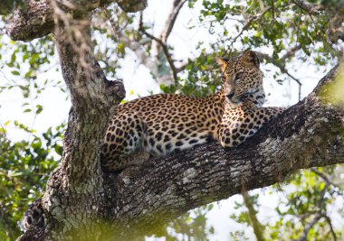 Panthera pardus kotiya
