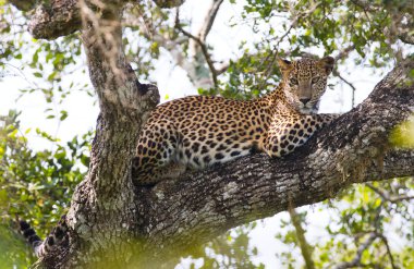 Panthera pardus kotiya