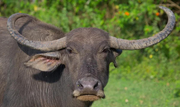 Buffalo in het wild op het eiland — Stockfoto