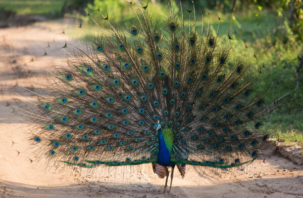 Peacock in the wild on the island