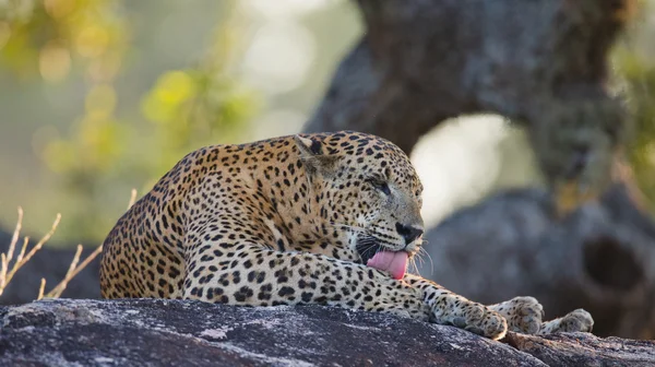 Panthera pardus kotiya — Stock fotografie