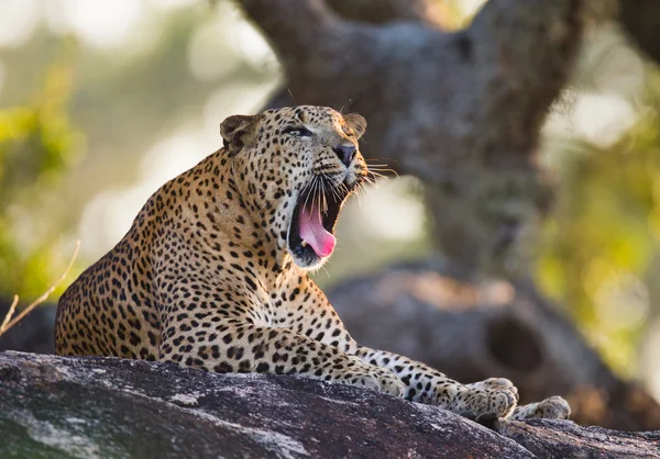 Panthera pardus kotiya — Stockfoto