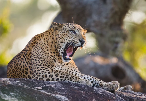 Panthera pardus kotiya — Foto de Stock