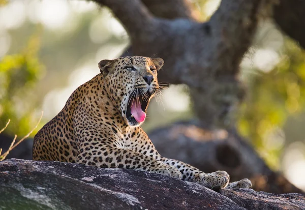 Panthera pardus kotiya — Foto de Stock