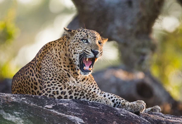 Panthera pardus kotiya — Stockfoto
