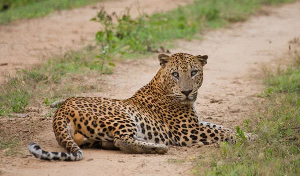 Panthera pardus kotiya — Photo