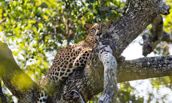 Panthera pardus kotiya — Stok fotoğraf