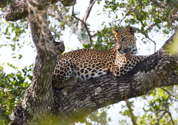 Panthera pardus kotiya — Foto de Stock