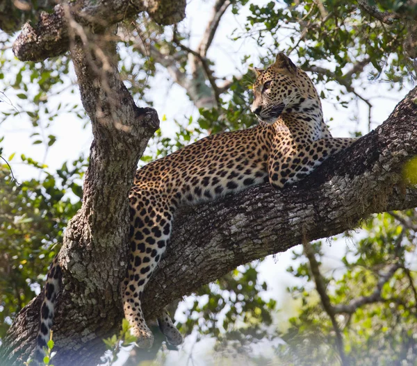 Panthera pardus kotiya — Fotografia de Stock