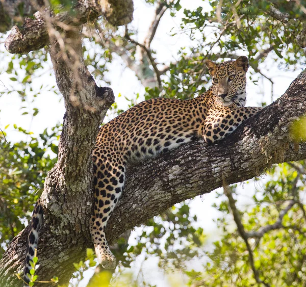 Panthera pardus kotiya — Foto de Stock