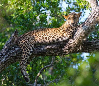 Panthera pardus kotiya