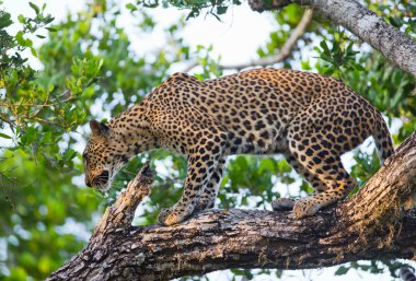 Panthera pardus kotiya