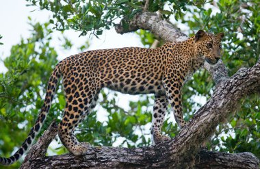 Panthera pardus kotiya