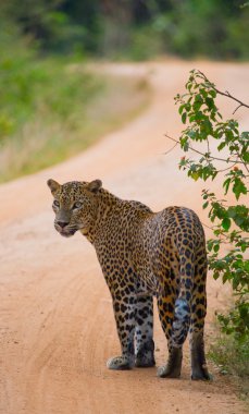 Panthera pardus kotiya