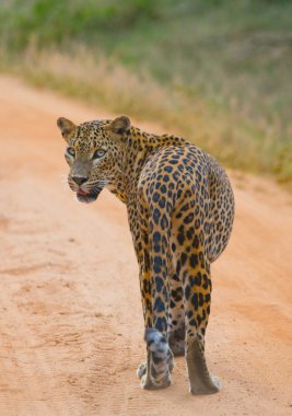 Panthera pardus kotiya