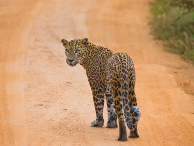 Panthera pardus kotiya