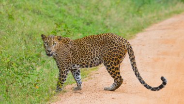 Panthera pardus kotiya