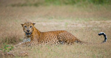 Panthera pardus kotiya