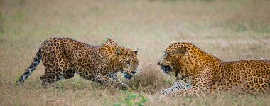 Pantheras Pardus Kotiya