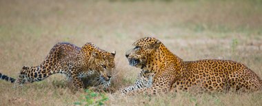 Pantheras Pardus Kotiya