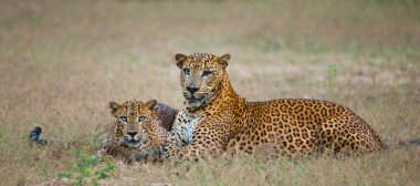 Pantheras Pardus Kotiya