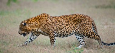 Panthera pardus kotiya