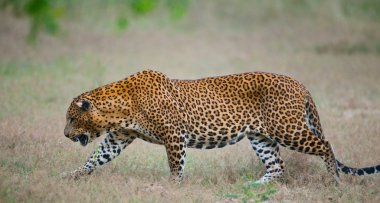 Panthera pardus kotiya