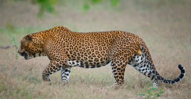 Panthera pardus kotiya