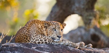 Panthera pardus kotiya