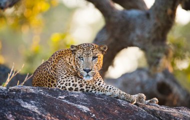 Panthera pardus kotiya