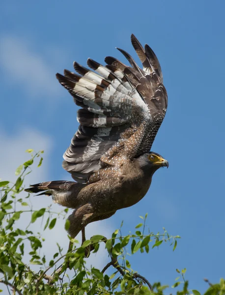 Águila pescadora en Sri Lanka — Foto de Stock