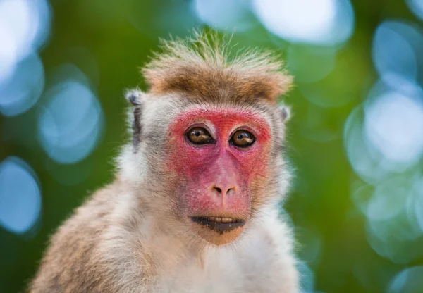 Portret van Toque makaak — Stockfoto
