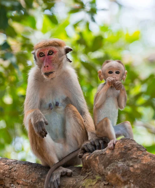 Paire de Toque macaques — Photo