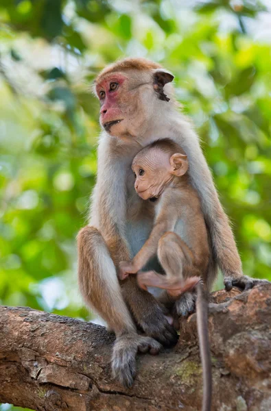 Pair of Toque macaques — Stock Photo, Image