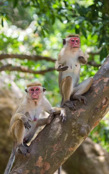 Famille de Toque macaque — Photo